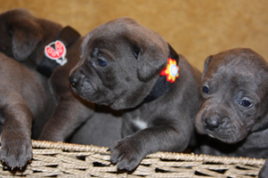 Old World Cane Corso Puppy